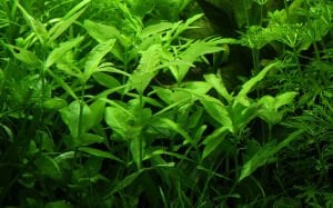 Tropica - Hygrophila polysperma SAKSI