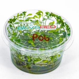 Proserpinaca palustris \'Cuba IN VITRO CUP