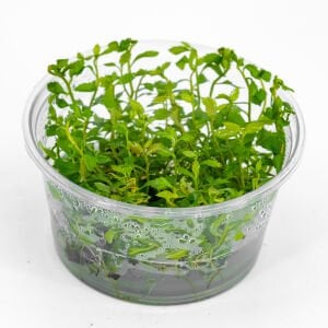 Proserpinaca palustris \'Cuba IN VITRO CUP