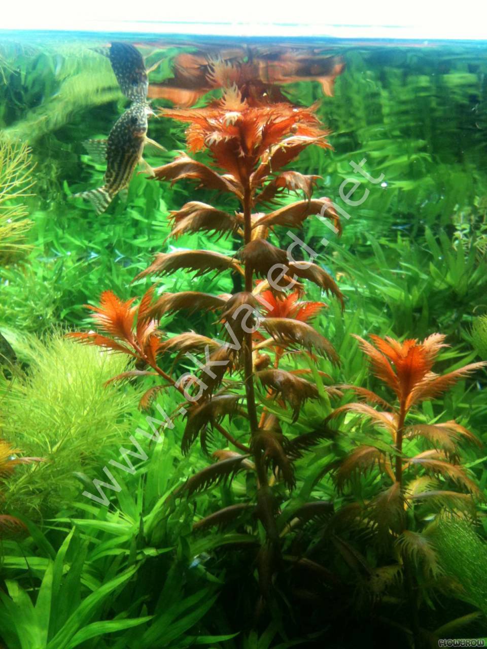 Proserpinaca palustris \'Cuba IN VITRO CUP