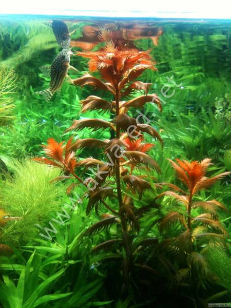 Proserpinaca palustris \'Cuba IN VITRO CUP