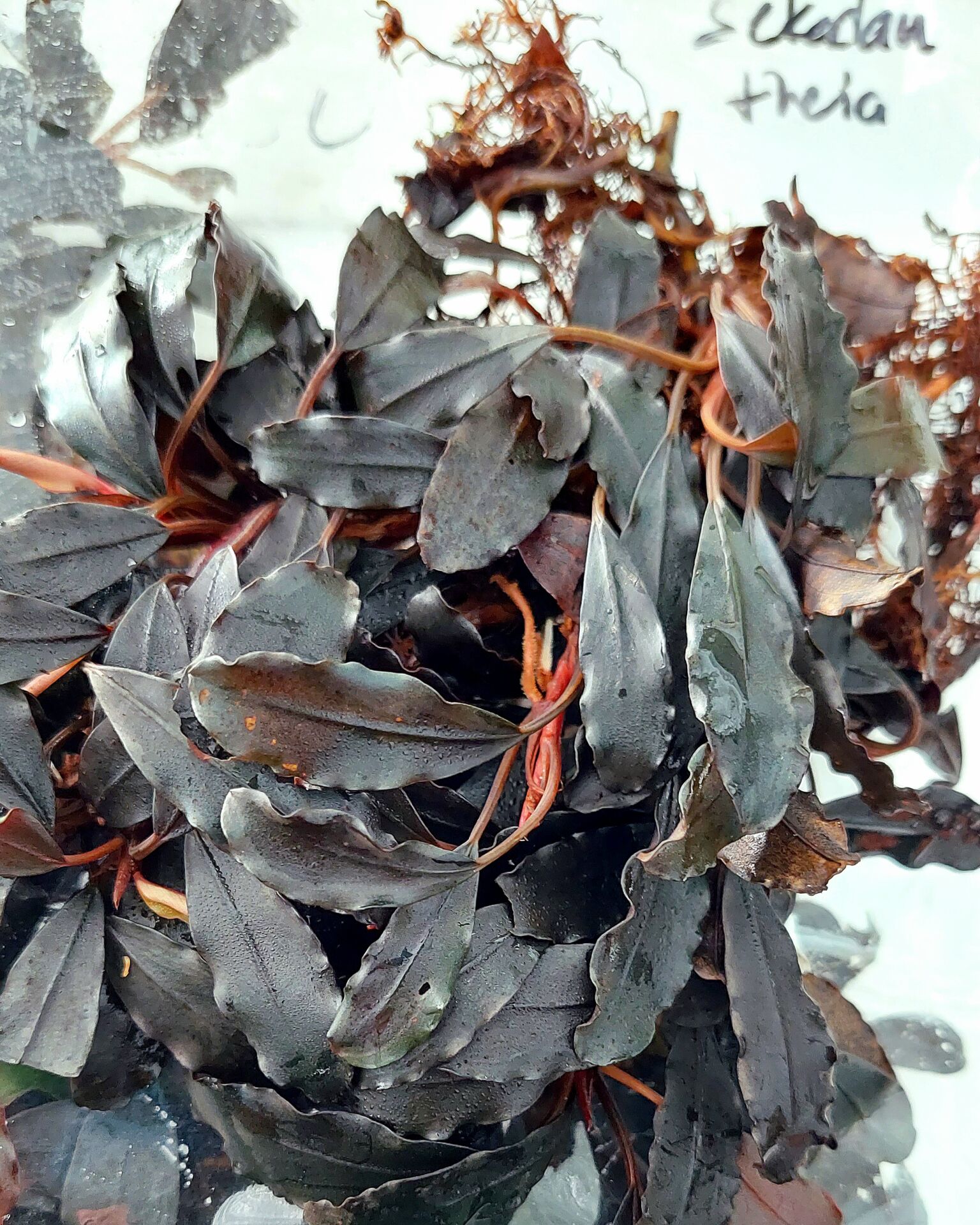 Bucephalandra theia from Sekadau 10X10 CM PORSİYON