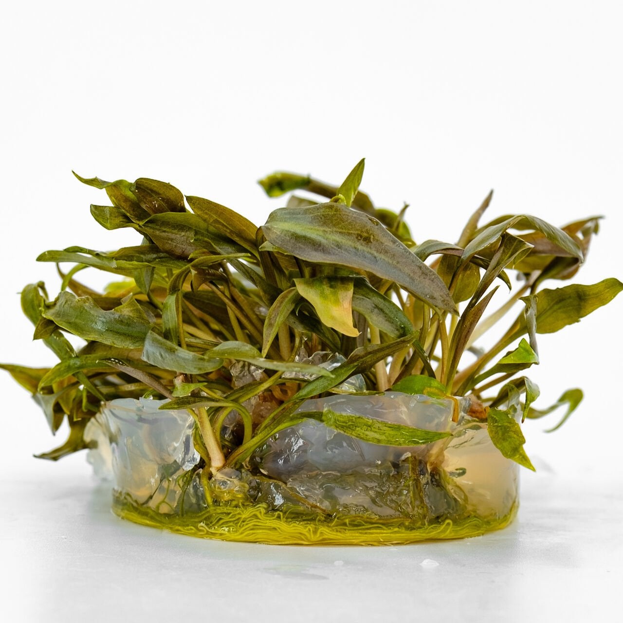 Cryptocoryne beckettii IN VITRO CUP