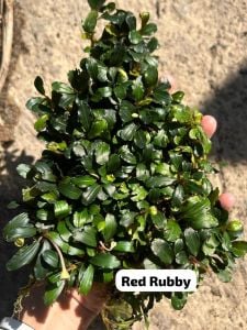 Bucephalandra red rubby 10X10 CM PORSİYON