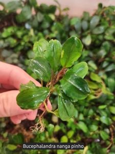 Bucephalandra nanga pinoh ADET