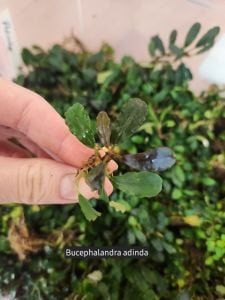 Bucephalandra brownie adinda ADET