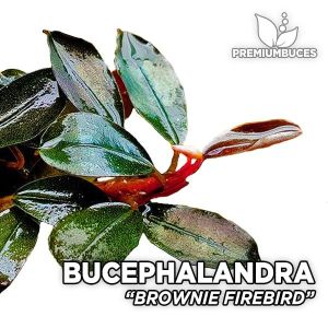 Bucephalandra brownie firebird ADET