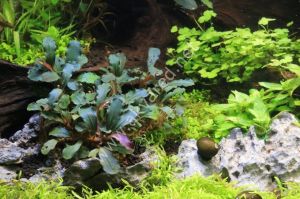 Bucephalandra brownie series 10x10cm PORSİYON İTHAL