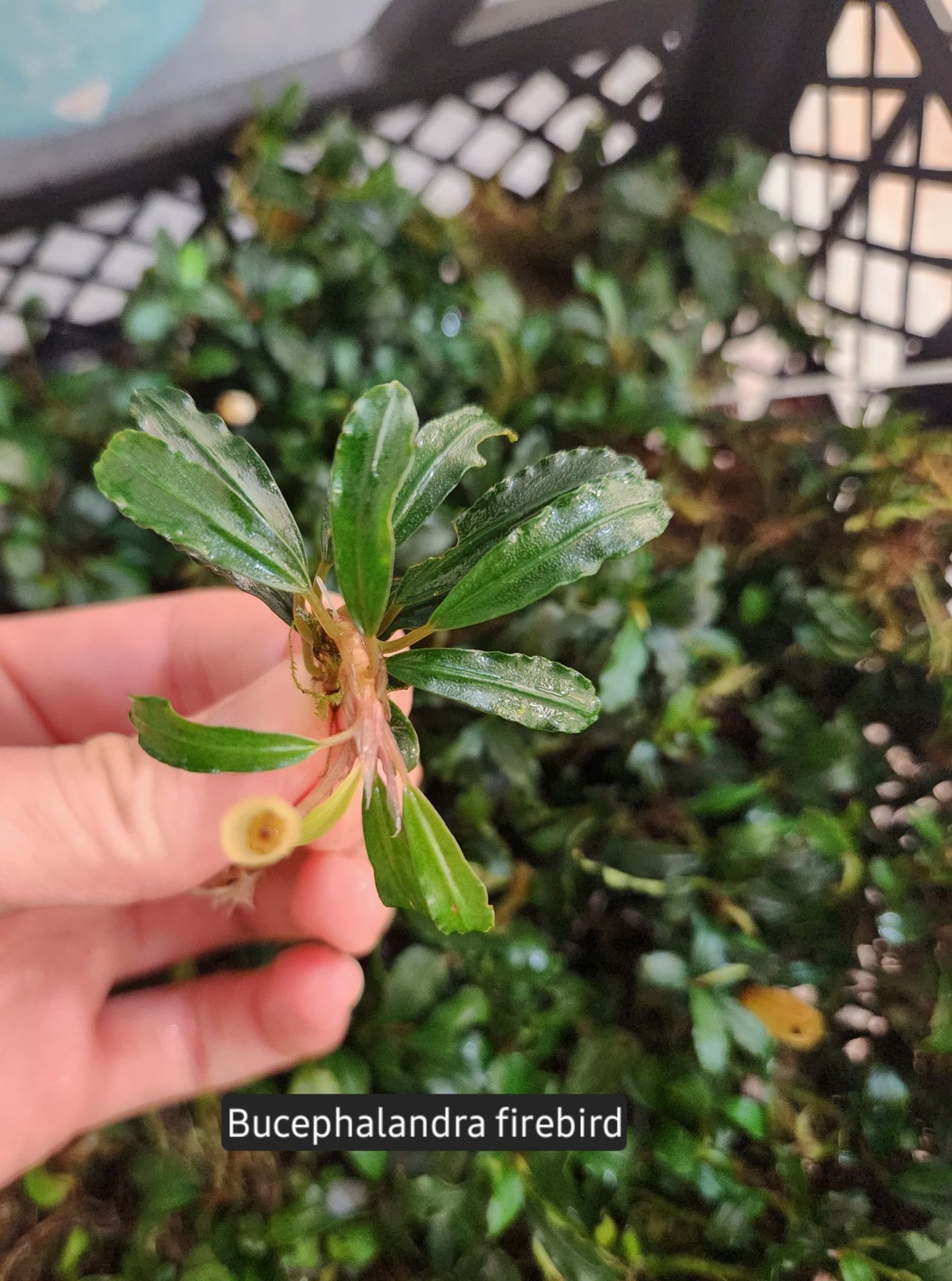 Bucephalandra brownie firebird ADET