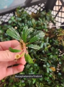 Bucephalandra brownie firebird ADET