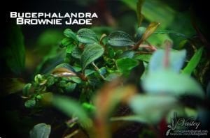Bucephalandra brownie jade ADET