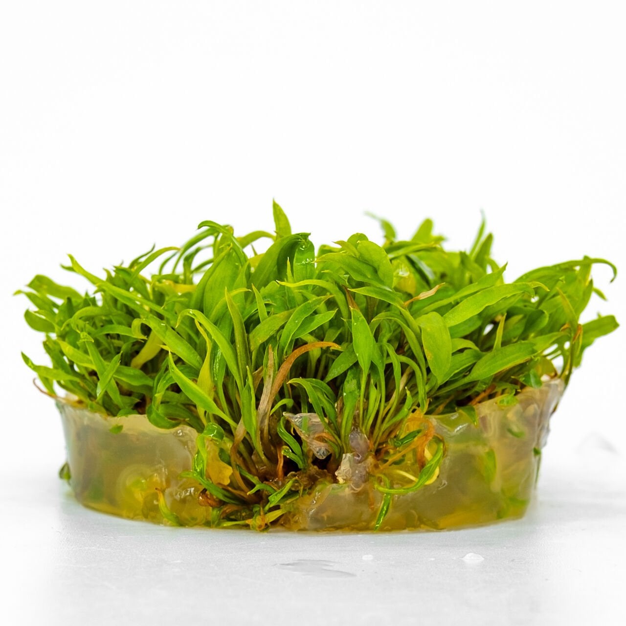 Cryptocoryne axelrodi IN VITRO CUP
