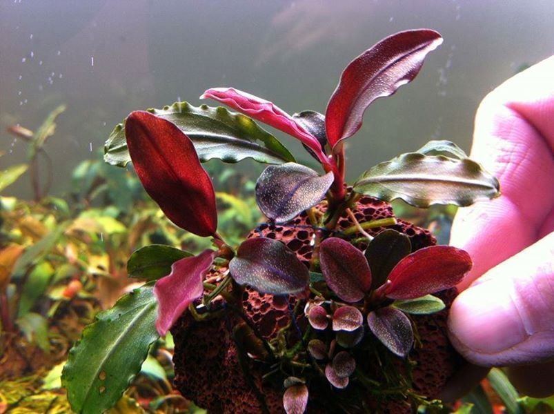 Bucephalandra red cherry 10x10cm PORSİYON