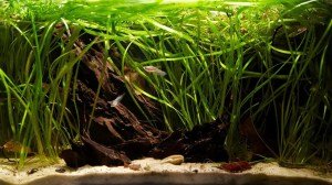 Vallisneria asiatica İTHAL BUKET