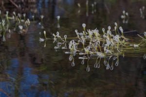 Vallisneria asiatica İTHAL BUKET