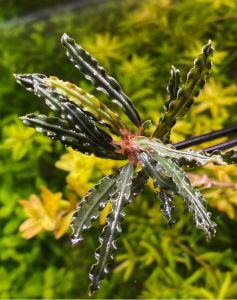 Bucephalandra red velvet 10X10 CM PORSİYON