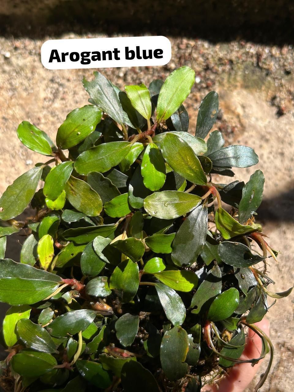 Bucephalandra arogant blue 10x10cm PORSİYON