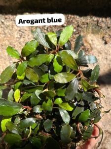 Bucephalandra arogant blue 10x10cm PORSİYON