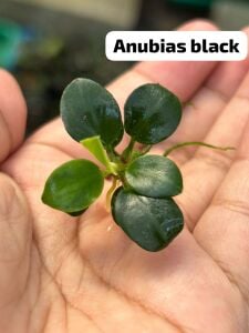 Anubias black ADET İTHAL