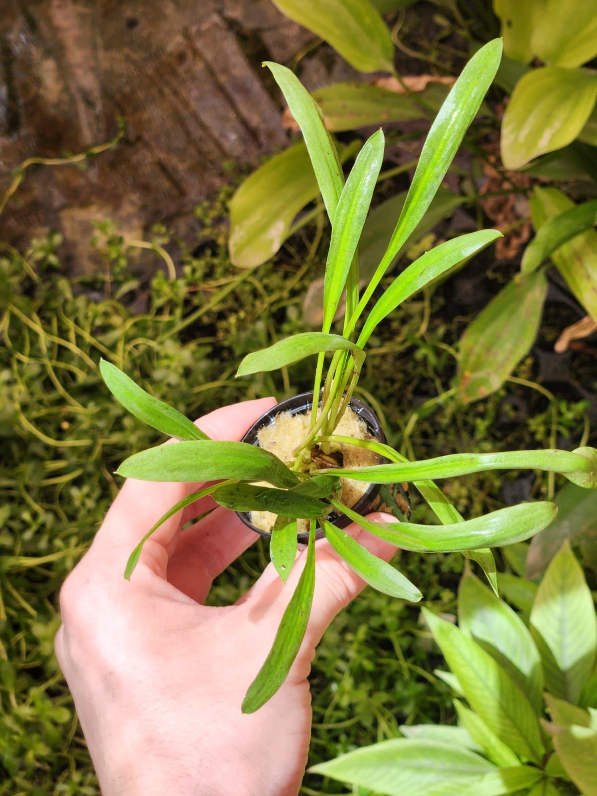 Cryptocoryne albida brown SAKSI