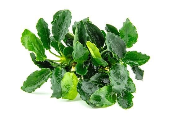 Anubias Kirin ADET İTHAL