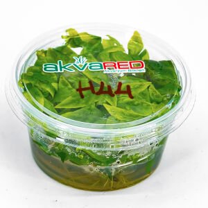 Hygrophila costata IN VITRO CUP