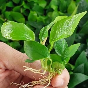 Anubias golden ADET