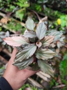 Homalomena silver red ADET