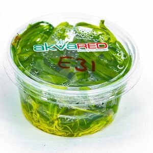 Echinodorus latifolius IN VITRO CUP