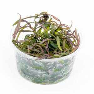 Hygrophila lancea araguaia brown sugar PREMİUM POT