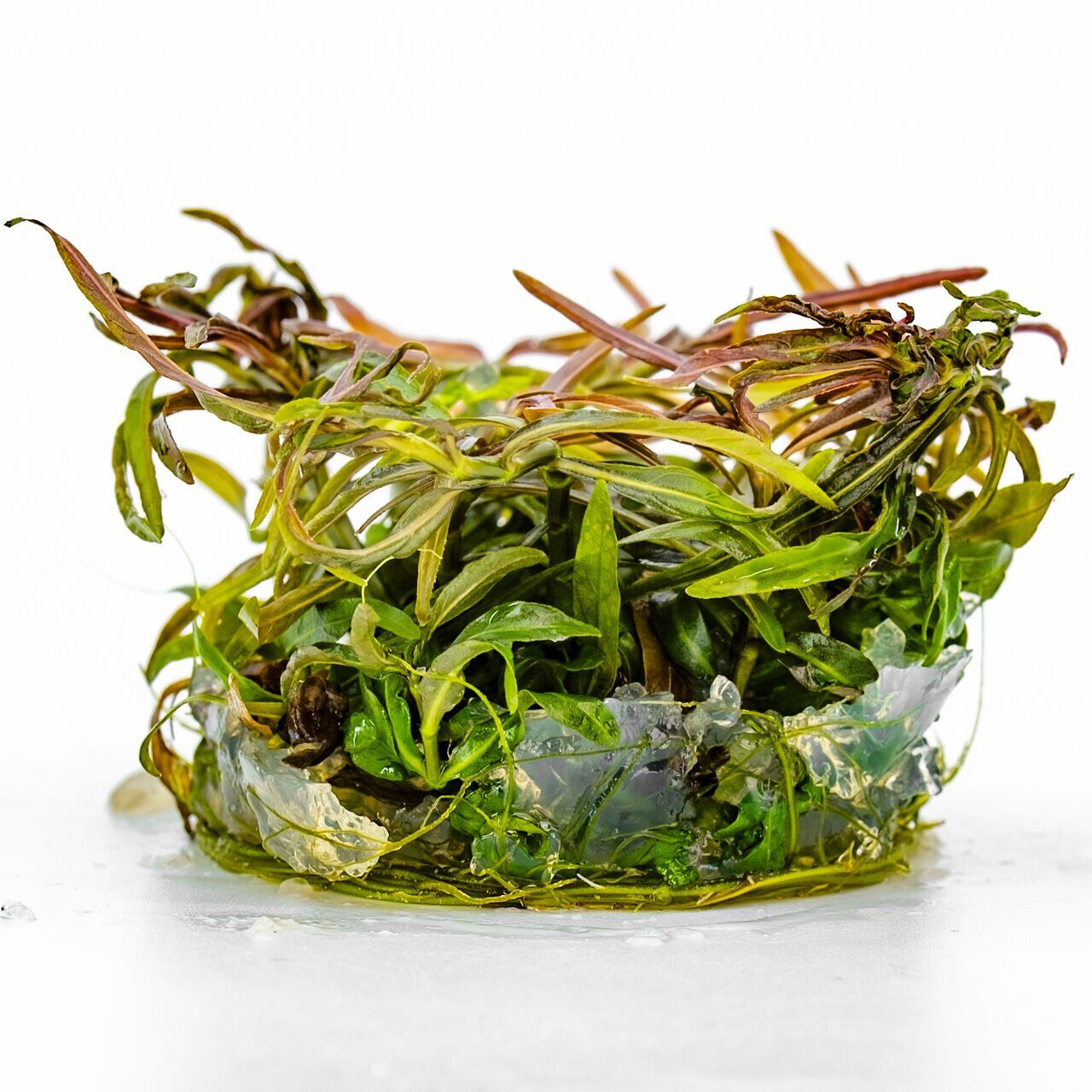 Hygrophila lancea araguaia brown sugar PREMİUM POT