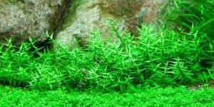 Gratiola viscidula PREMİUM POT