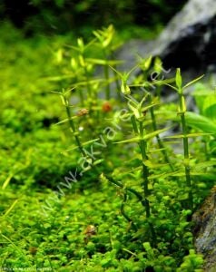 Gratiola viscidula PREMİUM POT