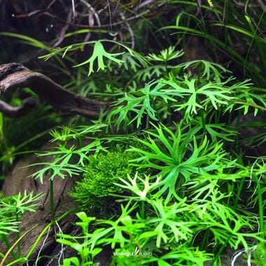 Ranunculus inundatus PREMIUM POT