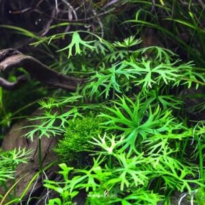 Ranunculus inundatus PREMIUM POT