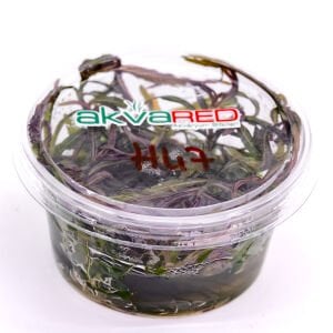 Hygrophila lancea araguaia brown sugar IN VITRO CUP