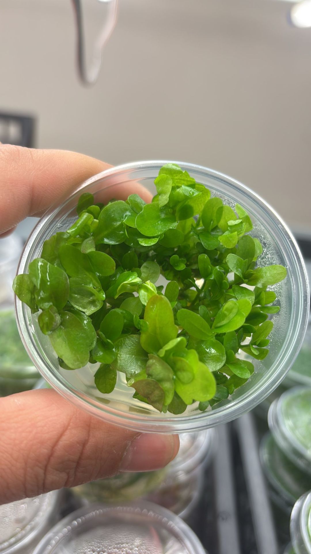 Shinnersia rivularis IN VITRO CUP