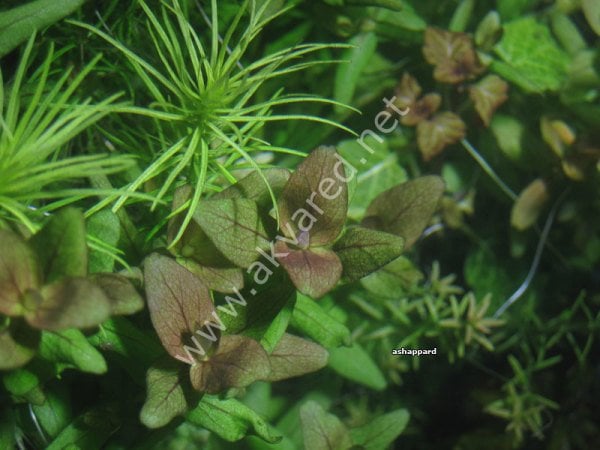 Bacopa salzmannii araguaia SAKSI