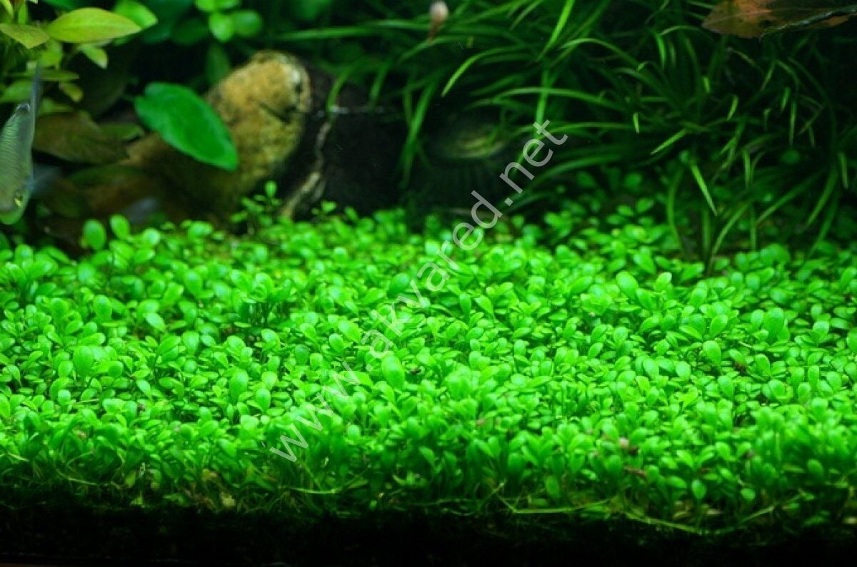 Glossostigma elatinoides PREMIUM POT