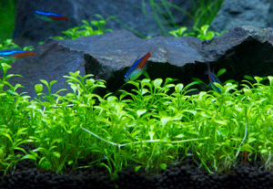 Glossostigma elatinoides PREMIUM POT