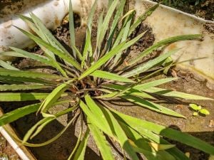 Cryptocoryne spiralis TİGER ADET