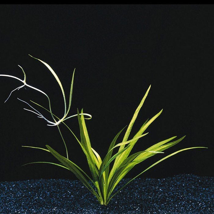 Echinodorus latifolius PREMIUM POT