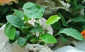 Anubias barteri var. nana PREMIUM POT