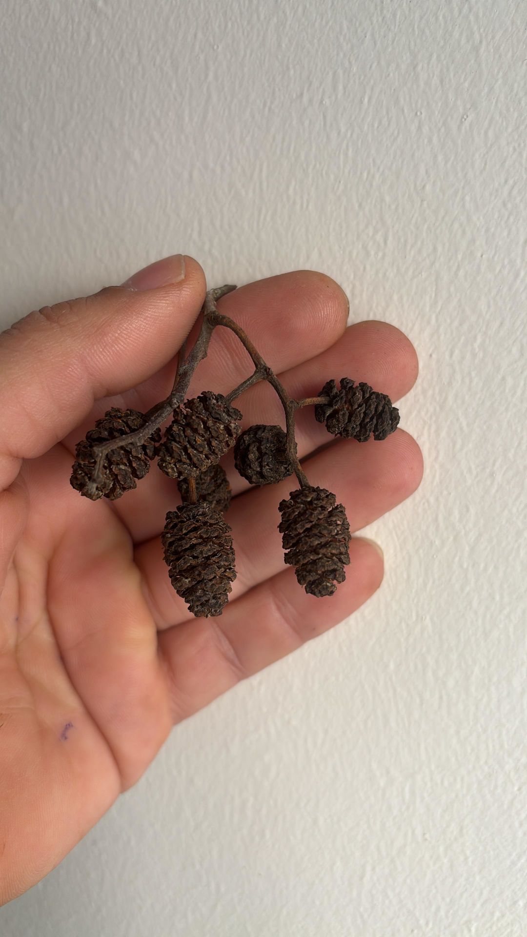 Kızılağaç Kozalağı 25'li Paket