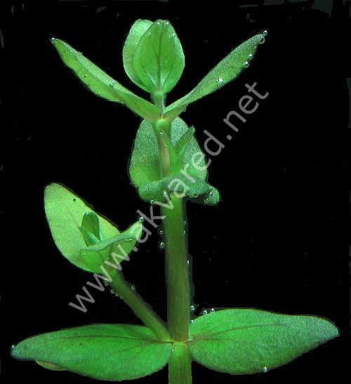 Bacopa salzmannii araguaia EXVITRO