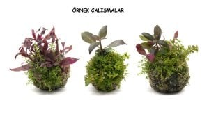 Wabi Kusa Ball - S Boy