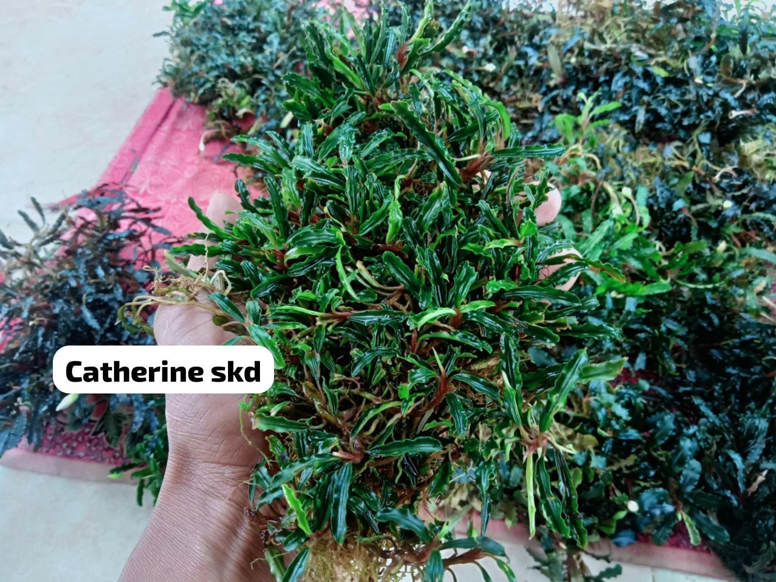 Bucephalandra catherinae Sekadau İTHAL ADET