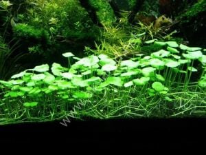Hydrocotyle compact round PREMIUM POT
