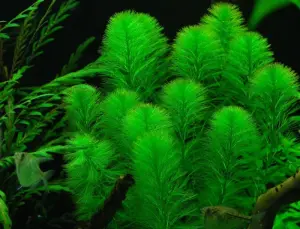 Myriophyllum aquatica SAKSI