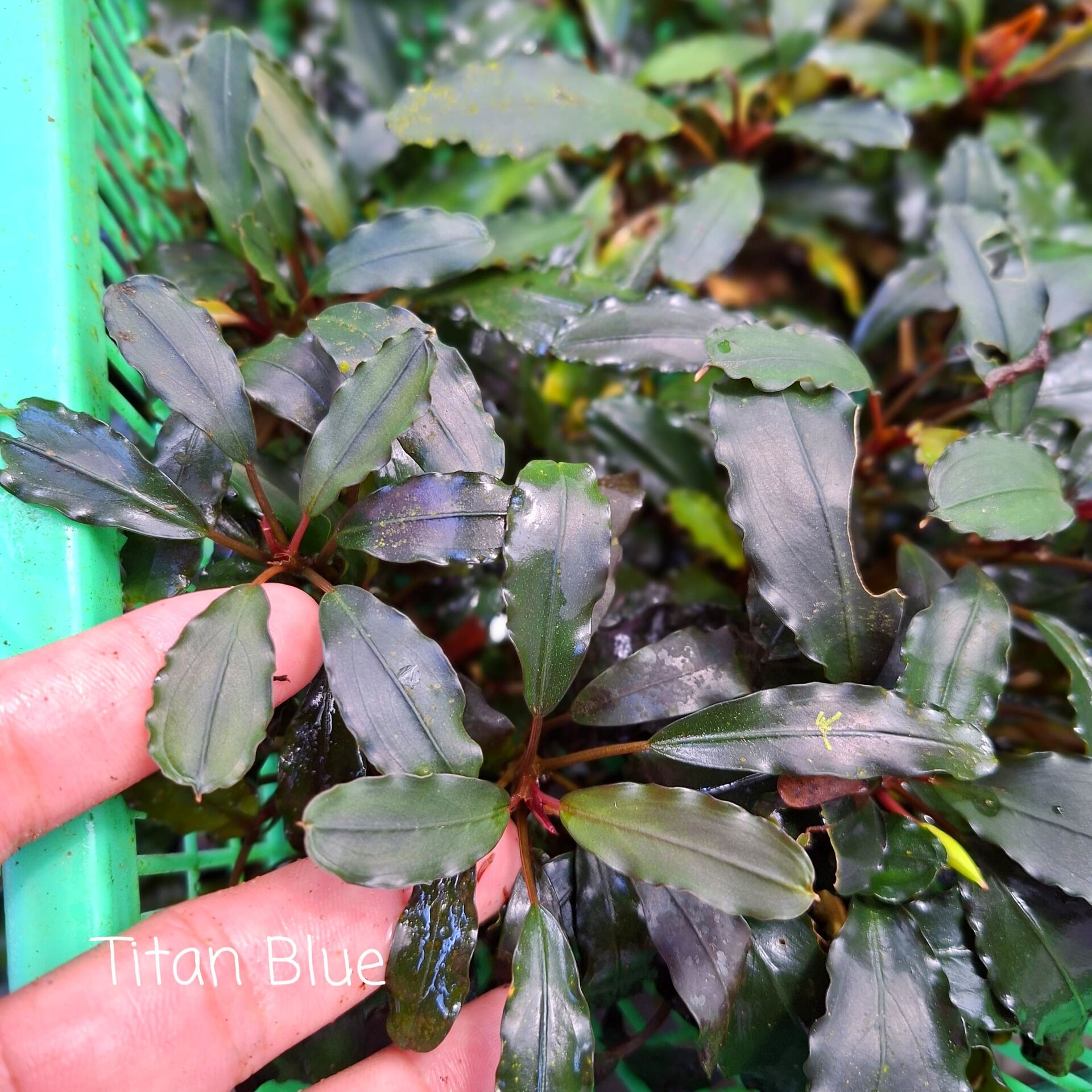 Bucephalandra titan blue 10x10cm PORSİYON